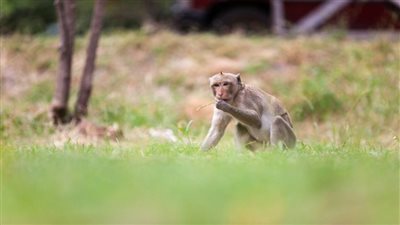  قرد يتسبب في انقطاع التيار الكهربائي في أنحاء سريلانكا 