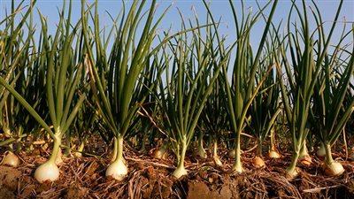 الزراعة: استعجال حصاد 