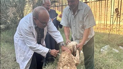 بيطري الغربية: تحصين 207 ألف رأس ماشية ضد الحمى القلاعية 