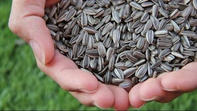 رغم فوائده، استشاري تغذية علاجية تحذر من تناول اللب السوري في هذه الحالة