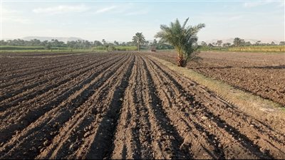 6 زراعات تتطلب عناية فائقة في فترة التحول من الأجواء الدافئة لسيطرة الكتلة الباردة