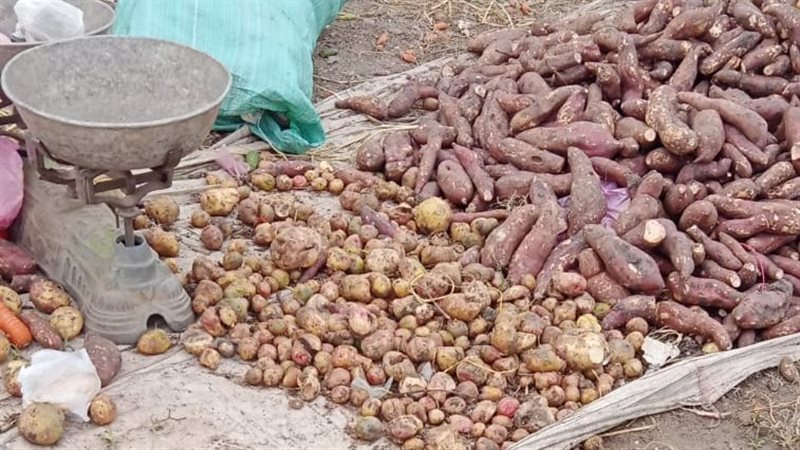تعدم أغذية فاسدة،فيتو