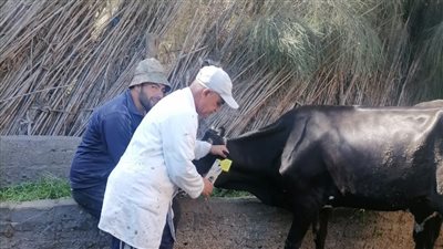 تحصين 465 ألف رأس ماشية ضد الحمى القلاعية والوادي المتصدع بالبحيرة