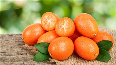 البرتقال الملكي، فاكهة الكيموكوات التي حرصت مصر على زراعتها، ومفاجأة عن سعرها بسوق الجملة