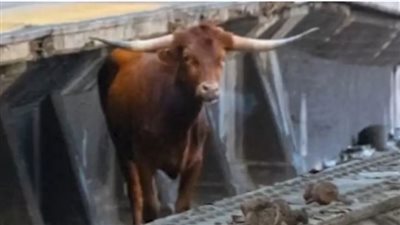 ثور يعرقل حركة القطارات في أكبر ولايات أمريكا، وهذا ما فعلته الشرطة (فيديو)