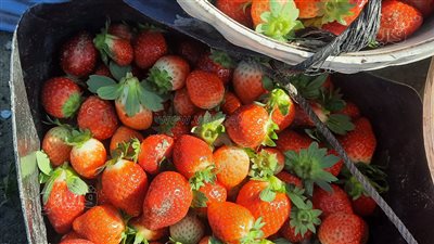 موسم حصاد العقيق الأحمر، فيتو ترصد فرحة أهالي الإسماعيلية بمحصول الفراولة (فيديو وصور)