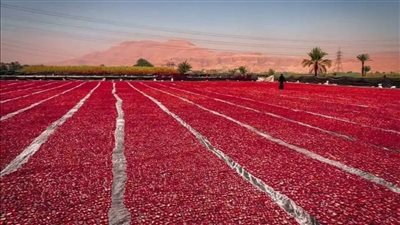 الأقصر تستعد لاستقبال موسم تجفيف الطماطم (صور)