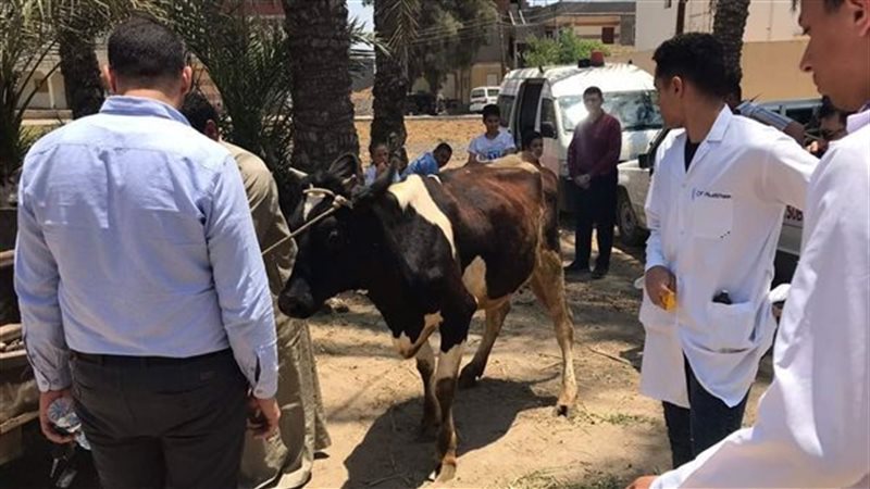 تحصين الماشية في