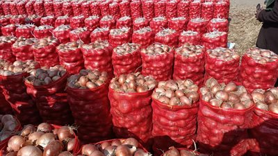 الزراعة: أزمة البصل أوشكت علي الانتهاء والسعر العادل للكيلو 20 جنيها
