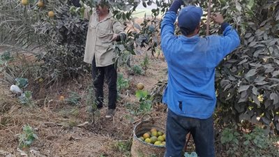 يا محلا ريحته بين الجناين، فرحة في القليوبية بسبب حصاد محصول البرتقال (صور)