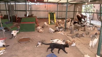 مدير حديقة الحيوان: القطط بالحديقة يصعب حصرها ونحاول تقليل عددها بأسلوب علمي