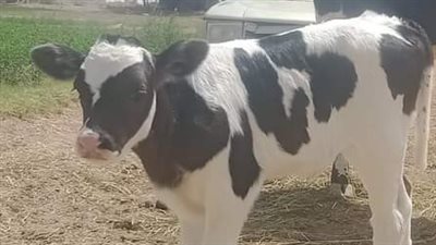 بيطري الوادي الجديد يعلن زيادة وحدات عمليات التلقيح الاصطناعي لـ28 وحدة 