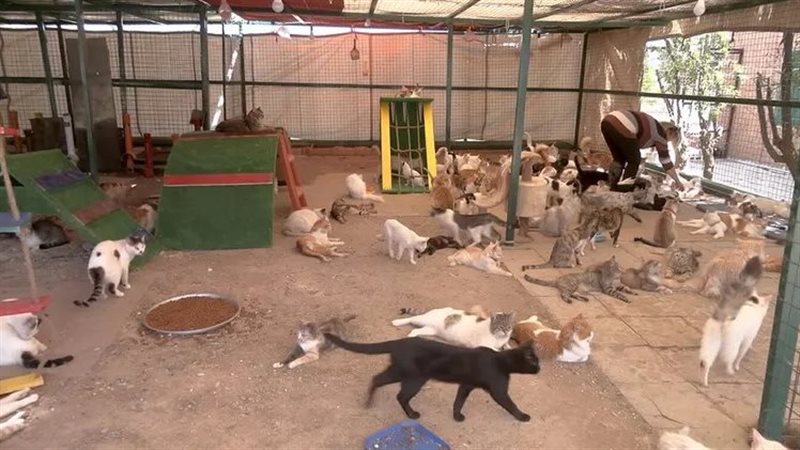قطط بحديقة الحيوان،