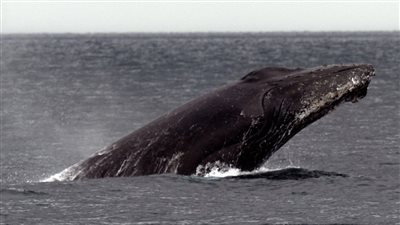 وصفت بالتاريخية، حديث بين حوت وعلماء استمر 20 دقيقة، وهذا مادار بينهما