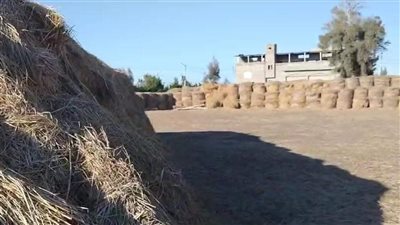 مباحث دمياط تضبط 250 طن بصل مخبأ تحت القش في أرض زراعية بغرض الاحتكار