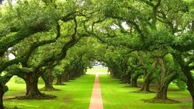 تفسير رؤية الأشجار في المنام وعلاقتها بالحصول على أموال حلال قريبا 