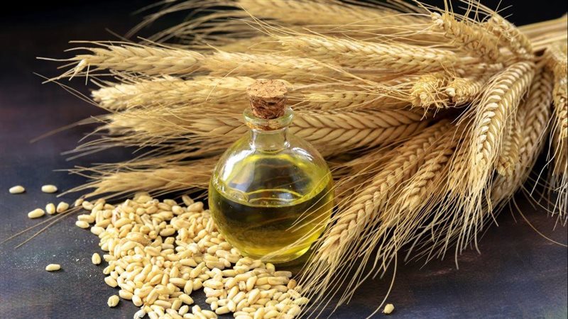 زيت جنين القمح وفوائده،