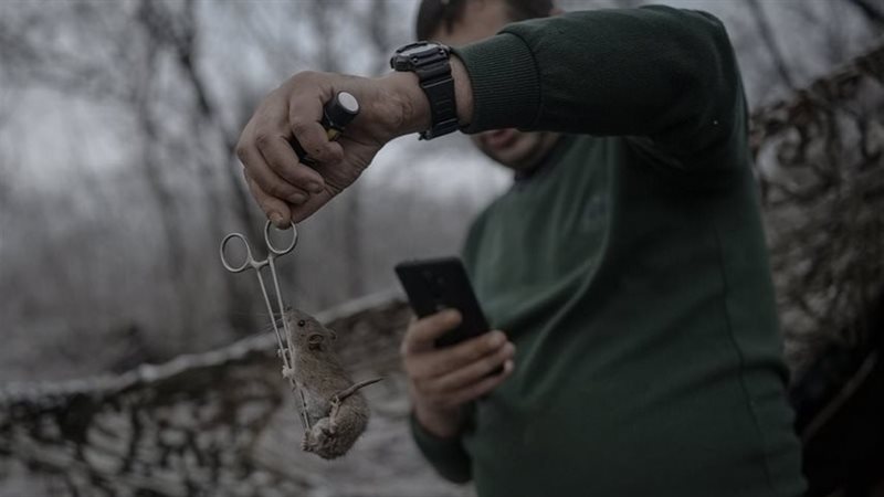 حمى الفئران تهاجم