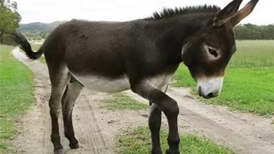 تفسير حلم سماع صوت الحمار في المنام وعلاقته بسماع أخبار محزنة ومقلقة 