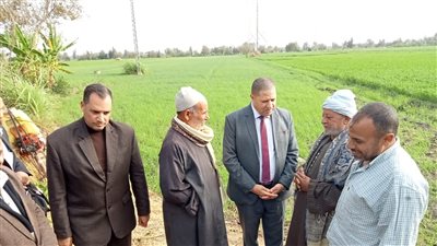 حصر مساحات زراعة القمح بمركز الرحمانية في البحيرة