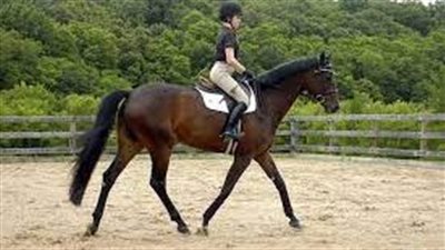 تفسير حلم ركوب الحصان في المنام وعلاقته بالرزق الكثير وتخطى الصعوبات 