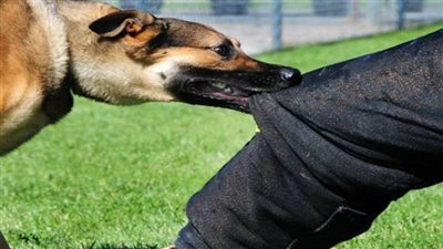 بعد عقره 10 أطفال، القضاء على كلب مسعور بالمنوفية