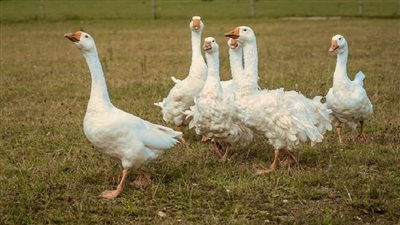 الأوز يحرس السجن بدلا من الكلاب البوليسية في البرازيل (فيديو)