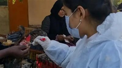 تشكيل لجنة تقصي وبائي لمرض إنفلونزا الطيور في الأقصر 