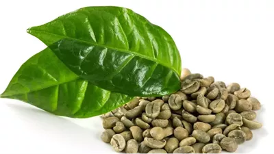 فوائد القهوة الخضراء، تقلل دهون الكبد وتخفض السكر بالدم وتنقص الوزن 