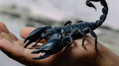 تفسير حلم ضرب العقرب فى المنام وعلاقته بالتخلص من المشاكل 