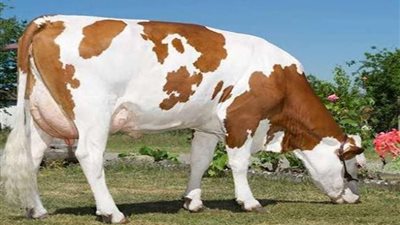 الأبقار الشاردة تثير الفوضى في شوارع طرابلس اللبنانية 