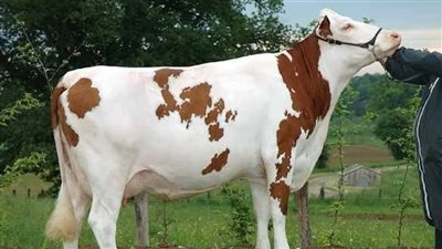 تفسير رؤية البقرة بالمنام وعلاقتها بقدوم سنة مليئة بالبركة والرخاء 