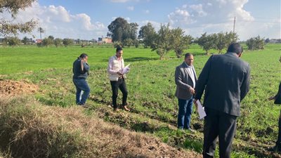 المساحة المنزرعة بالقمح تتخطى 32 ألف فدان بدمنهور في البحيرة