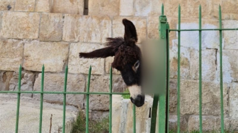 مستوطن يعلق رأس حمار