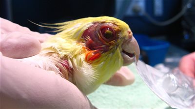 مرض تنفسي جديد، حمى الببغاء تنتشر في دولة أوروبية 