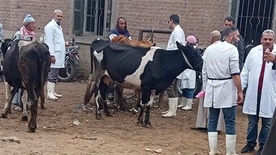  اليوم، قوافل بيطرية مجانية بمركزي الصف وأطفيح لدعم المربين