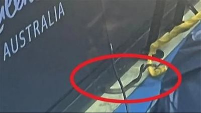 ثعبان سام يقتحم مباراة تنس بأستراليا