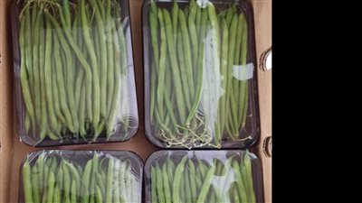 الفاصوليا والموالح تتصدران الصادرات الزراعية المصرية خلال الأسبوع الأخير من ديسمبر