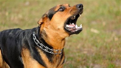 تفسير حلم سماع نباح الكلب في المنام وعلاقته بوجود الأعداء والحاقدين 