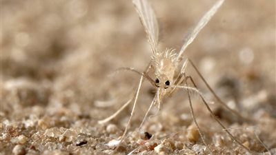 لعنة دماء الشهداء، لدغات ذبابة الرمل تصيب قوات الاحتلال في غزة بمرض نادر