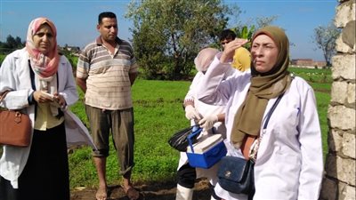 تحصين 246 ألف رأس ماشية ضد مرض الحمى القلاعية والوادي المتصدع بالغربية