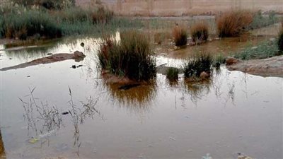 400 فدان بقرى محافظة الفيوم مهددة بالبوار (صور)