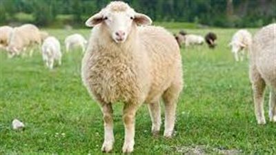 تفسير حلم الخروف في المنام وعلاقته بقدوم الرزق الوفير والابن البار 