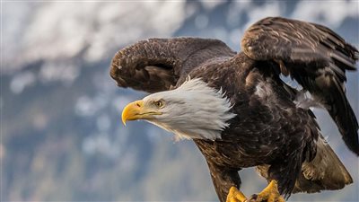 مربو ماشية يعقدون صلحًا مع نسور الكوندور