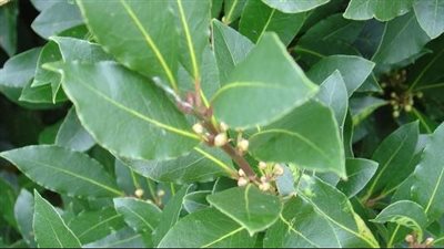 فوائد ورق الغار، توابل شهيرة ويعالج أمراض عديدة