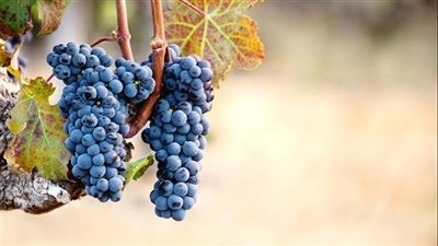 أسعار الفاكهة اليوم الخميس 4-1-2024 في المنيا