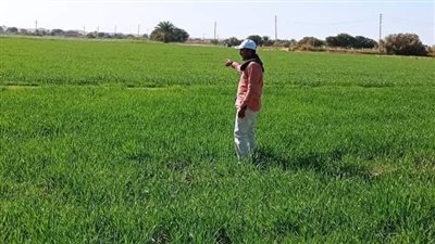 توفير تقاوي القمح بتخفيضات 50% بالوادي الجديد من خلال مبادرة ازرع