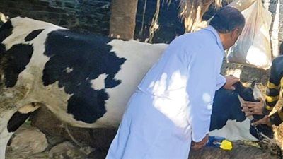 حملة بيطرية لتحصين الماشية ضد الحمى القلاعية في الشرقية 