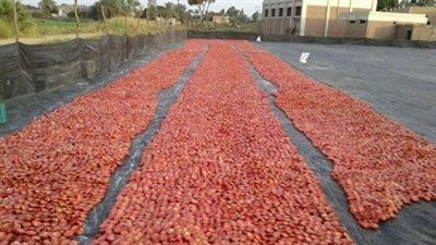 زراعة الأقصر: طماطم التصنيع تعوض المزارعين عن التقلبات السعرية في المحصول