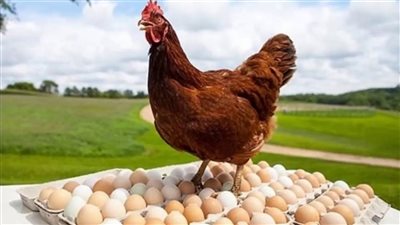 أسعار الدواجن والبيض اليوم، ارتفاع سعر الفراخ البيضاء والبلدي في الأسواق